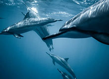 看到这段我破防了：黑料网今日反转了，最值得收藏的时间线，别让自己背锅